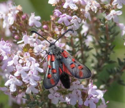 Zygène de l'Esparcette (La), Zygène de la Dorycnie Zygaena rhadamanthus (Esper, 1789)