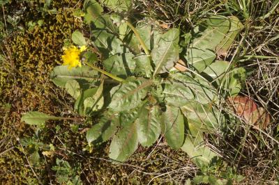 Pissenlit à feuilles obovales Taraxacum obovatum (Waldst. & Kit. ex Willd.) DC., 1809