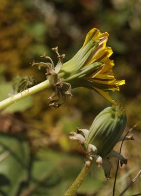 Pissenlit à feuilles obovales Taraxacum obovatum (Waldst. & Kit. ex Willd.) DC., 1809