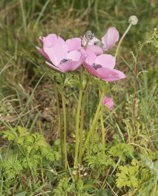 Anémone couronnée, Anémone Coronaire Anemone coronaria L., 1753