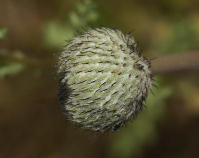 Anémone couronnée, Anémone Coronaire Anemone coronaria L., 1753