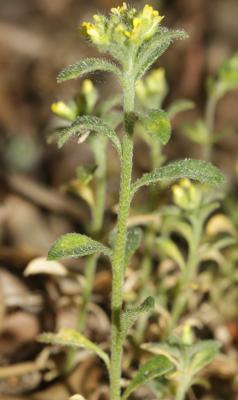 Alysson des champs Alyssum simplex Rudolphi, 1799