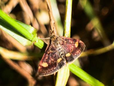  Pyrausta aurata (Scopoli, 1763)