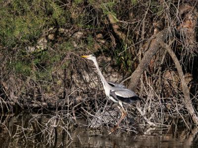 Héron cendré Ardea cinerea Linnaeus, 1758