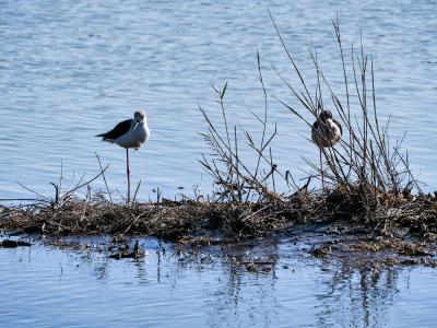 Echasse blanche Himantopus himantopus (Linnaeus, 1758)