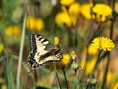 Machaon (Le), Grand Porte-Queue (Le) Papilio machaon Linnaeus, 1758