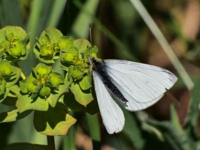 Piéride de la Rave (La), Petit Blanc du Chou (Le), Pieris rapae (Linnaeus, 1758)