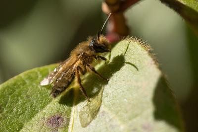  Andrena Fabricius, 1775