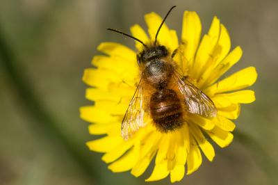 Osmie rousse Osmia bicornis (Linnaeus, 1758)