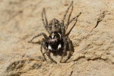  Menemerus semilimbatus (Hahn, 1827)