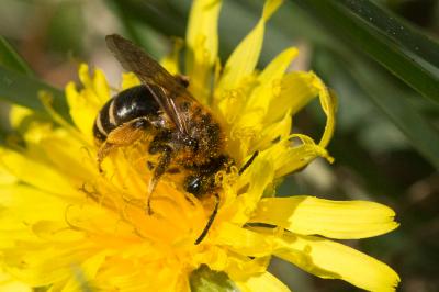  Andrena Fabricius, 1775