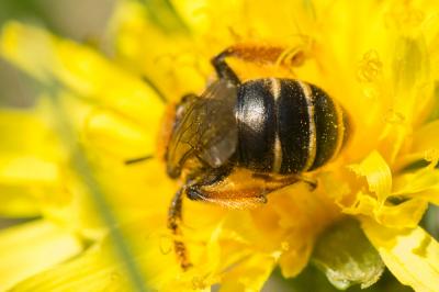  Andrena Fabricius, 1775