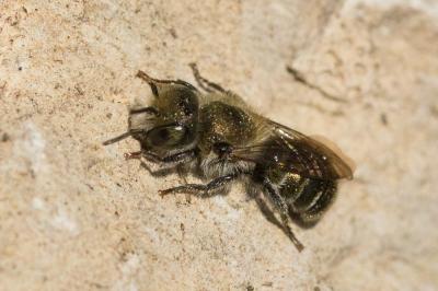  Osmia cephalotes Morawitz, 1870