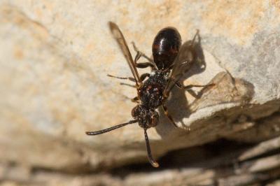  Nomada Scopoli, 1770