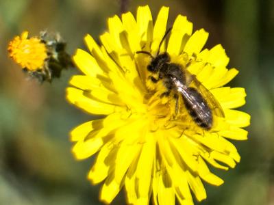  Andrena Fabricius, 1775