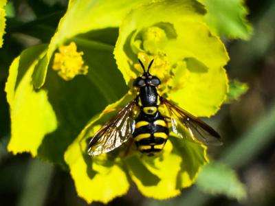  Chrysotoxum cautum (Harris, 1776)