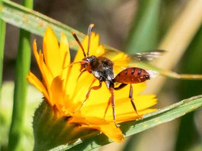  Nomada carnifex Mocsáry, 1883