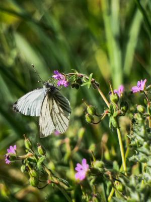 Piéride du Navet (La), Papillon blanc veiné de ver Pieris napi (Linnaeus, 1758)
