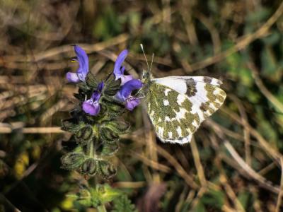 Marbré-de-vert (Le), Piéride du Réséda (La), Marbr Pontia daplidice (Linnaeus, 1758)