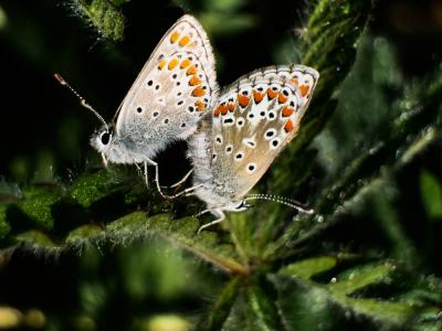 Collier-de-corail (Le), Argus brun (L') Aricia agestis (Denis & Schiffermüller, 1775)