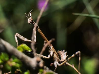 Empuse commune, Diablotin Empusa pennata (Thunberg, 1815)