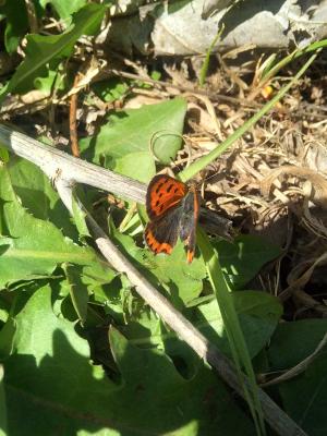 Cuivré commun (Le), Argus bronzé (L'), Bronzé (Le) Lycaena phlaeas (Linnaeus, 1760)
