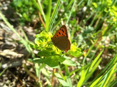 Cuivré commun (Le), Argus bronzé (L'), Bronzé (Le) Lycaena phlaeas (Linnaeus, 1760)