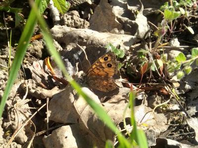 Mégère (La), Satyre (Le) Lasiommata megera (Linnaeus, 1767)