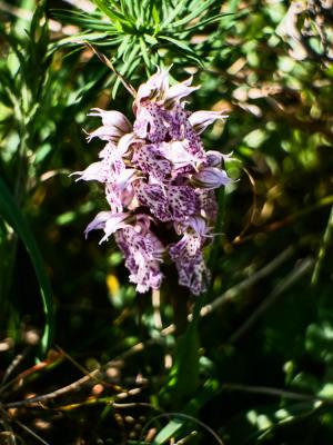 Orchis laiteux, Orchis lacté Neotinea lactea (Poir.) R.M.Bateman, Pridgeon & M.W.Chase, 1997