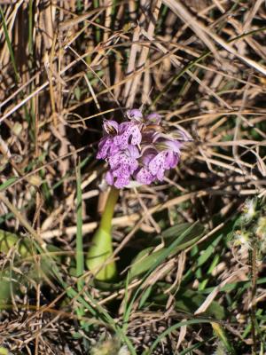 Orchis laiteux, Orchis lacté Neotinea lactea (Poir.) R.M.Bateman, Pridgeon & M.W.Chase, 1997