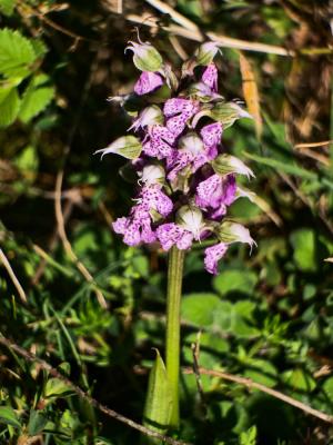 Orchis laiteux, Orchis lacté Neotinea lactea (Poir.) R.M.Bateman, Pridgeon & M.W.Chase, 1997