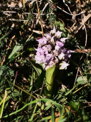 Orchis laiteux, Orchis lacté Neotinea lactea (Poir.) R.M.Bateman, Pridgeon & M.W.Chase, 1997