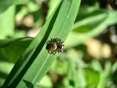  Carrhotus xanthogramma (Latreille, 1819)