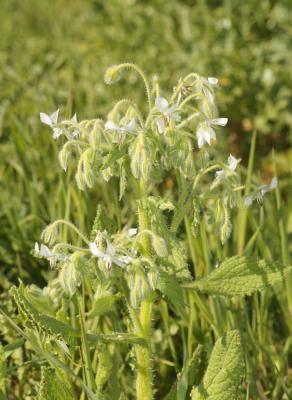 Bourrache officinale Borago officinalis L., 1753