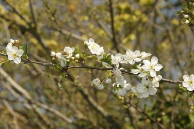 Merisier vrai, Cerisier des bois Prunus avium (L.) L., 1755