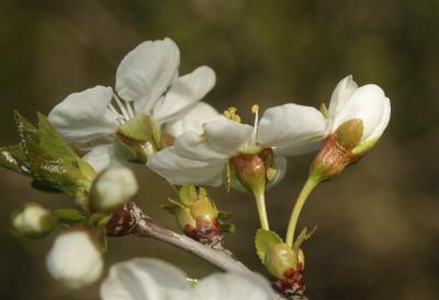 Merisier vrai, Cerisier des bois Prunus avium (L.) L., 1755