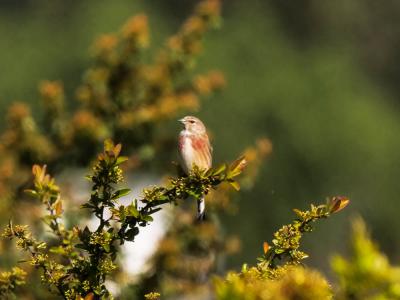 Linotte mélodieuse Carduelis cannabina (Linnaeus, 1758)