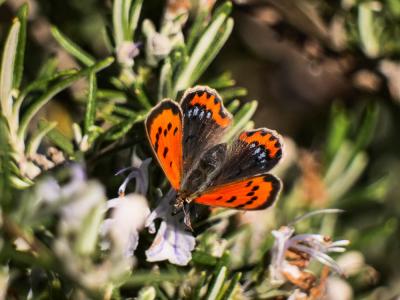 Cuivré commun (Le), Argus bronzé (L'), Bronzé (Le) Lycaena phlaeas (Linnaeus, 1760)