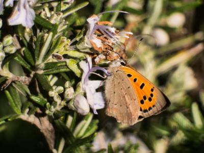 Cuivré commun (Le), Argus bronzé (L'), Bronzé (Le) Lycaena phlaeas (Linnaeus, 1760)