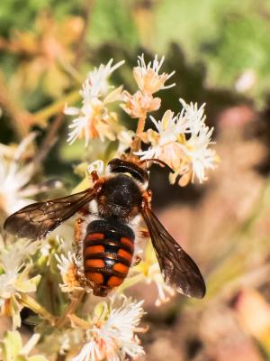  Rhodanthidium sticticum (Fabricius, 1787)