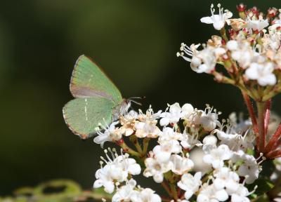 Thécla de l'Arbousier (La) Callophrys avis Chapman, 1909