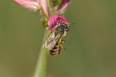  Osmia aurulenta (Panzer, 1799)
