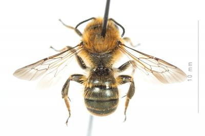  Osmia dimidiata Morawitz, 1870