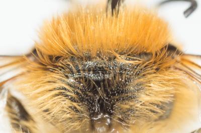  Osmia dimidiata Morawitz, 1870
