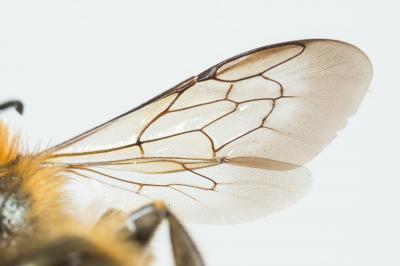  Osmia dimidiata Morawitz, 1870