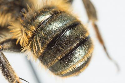  Osmia dimidiata Morawitz, 1870