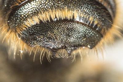  Osmia dimidiata Morawitz, 1870