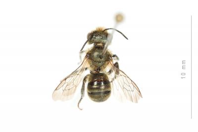  Osmia gallarum Spinola, 1808
