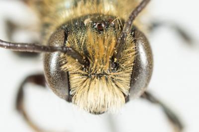  Osmia gallarum Spinola, 1808