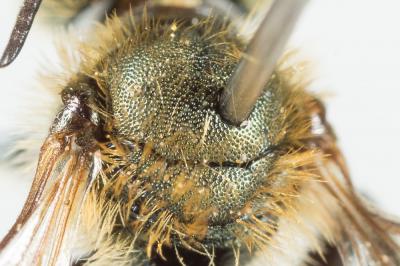  Osmia gallarum Spinola, 1808